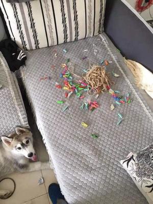 如果養狗可以買保險的話,我會選寵物犬破壞房屋險。